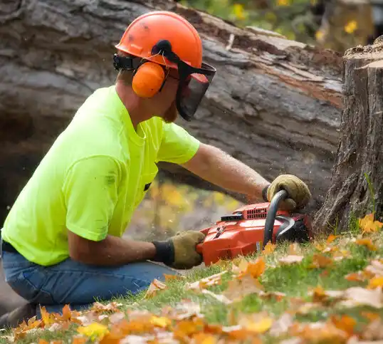 tree services Ripley